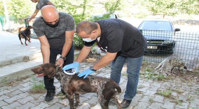 Ispartada 36 sahipli köpek kimliklendirildi