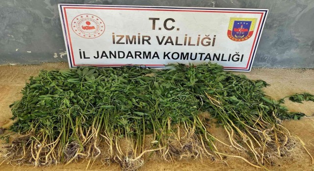 İzmirin 9 ilçesinde uyuşturucu operasyonları: 26 gözaltı