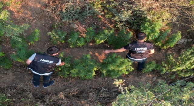 Ödemişte bir araziye ekilen Hint keneviri dron ile tespit edildi