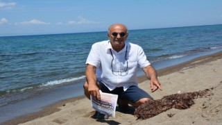 Marmarada deniz salyası, İzmirde Sargassum tehdidi