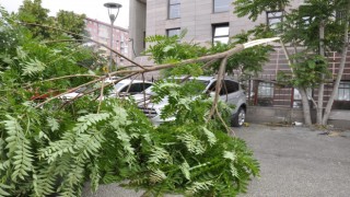 Park halindeki otomobil devrilen ağaçtan kıl payı kurtuldu
