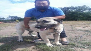 Eskişehirde çalınan köpek Ankarada bulundu