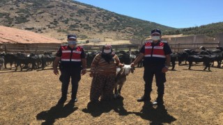 Ispartada kaybolan 80 keçi 18 saatlik çalışmayla bulundu