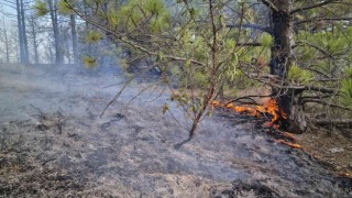 Banazda çıkan orman yangınında 4 hektar alan zarar gördü