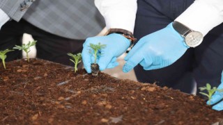 Uşak Belediyesi ata tohumlarının devamlılığını sağlıyor