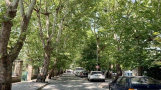 Ağaçların tünel oluşturduğu sokak görsel şölen sunuyor