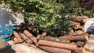 Jandarmanın dikkati ormandan kaçak kesilen 3 ton tomruğu ortaya çıkardı