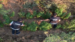 Ödemişte bir araziye ekilen Hint keneviri dron ile tespit edildi