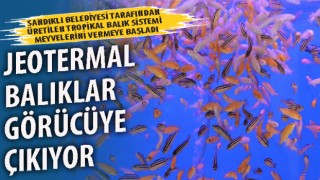 Afyonkarahisar'da Jeotermal balıklar görücüye çıkıyor