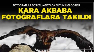Afyon'da kara akbaba fotoğraflara takıldı